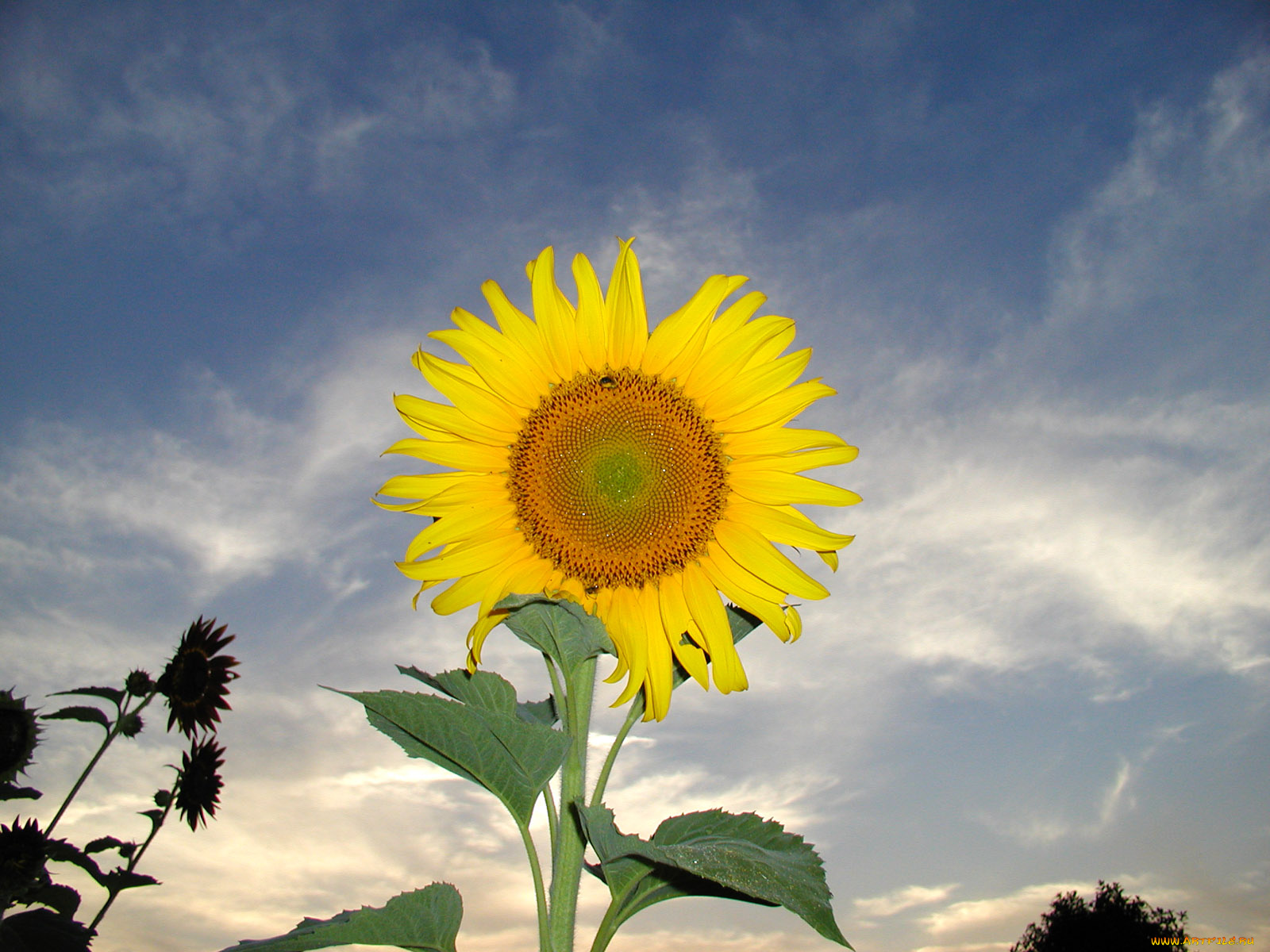 цветы, подсолнухи