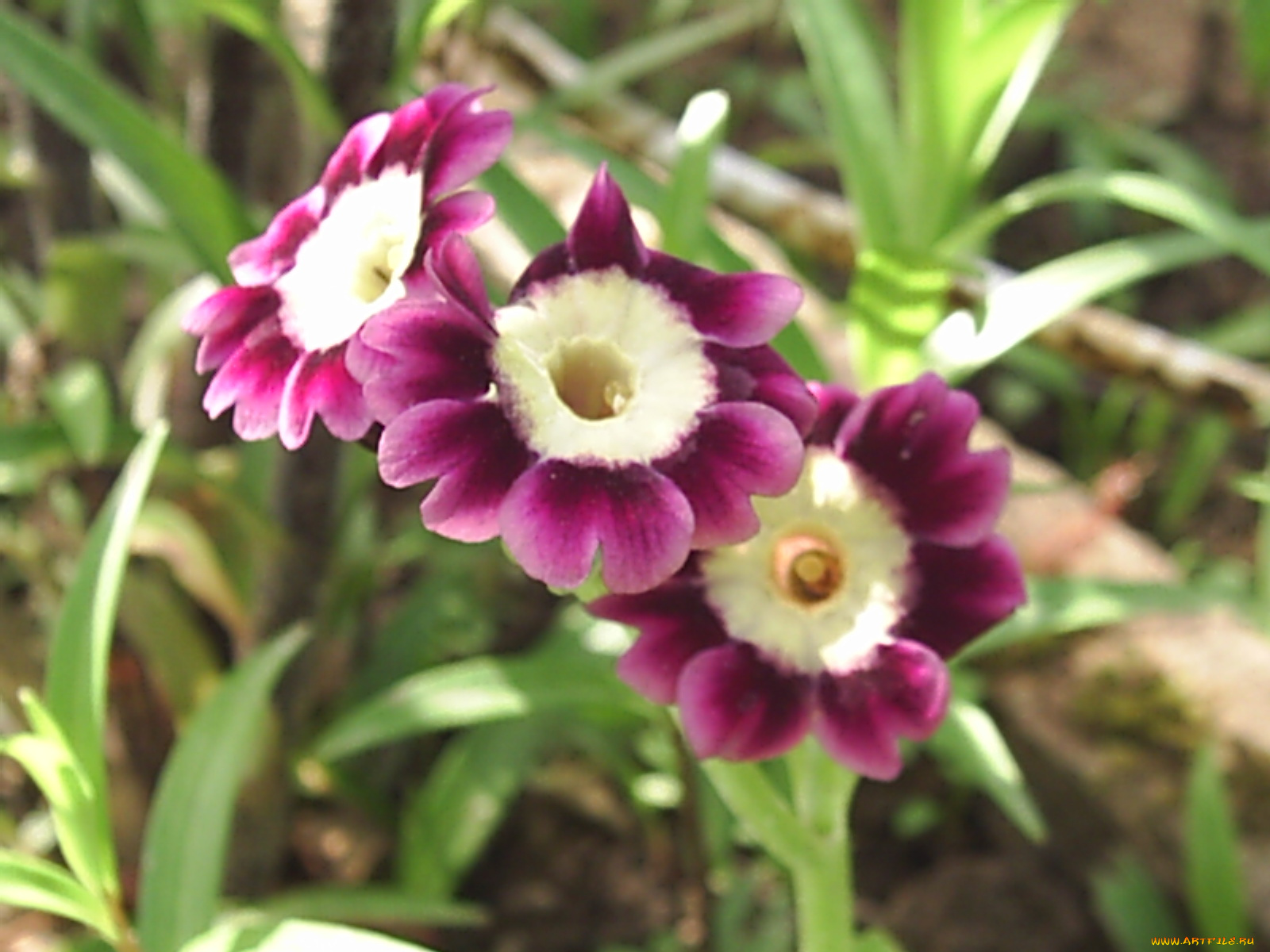 цветы, примулы