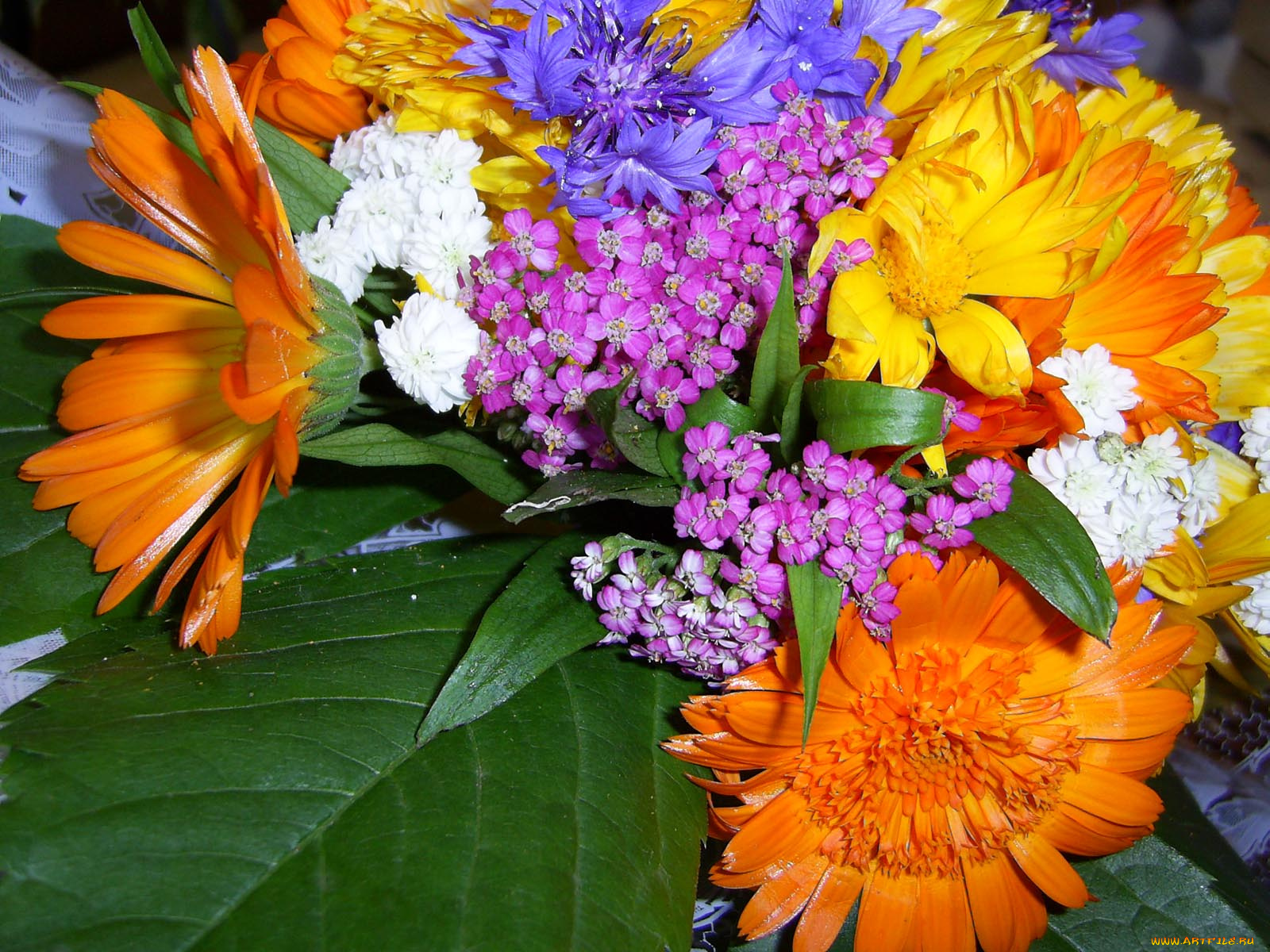 цветы, разные, вместе
