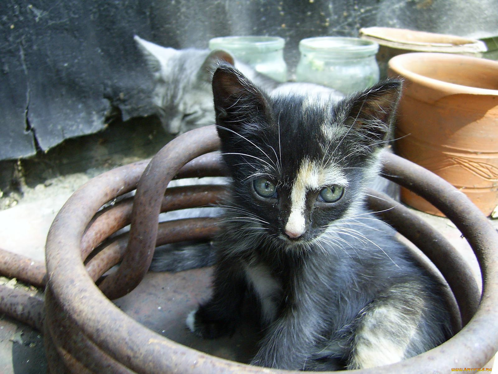 животные, коты