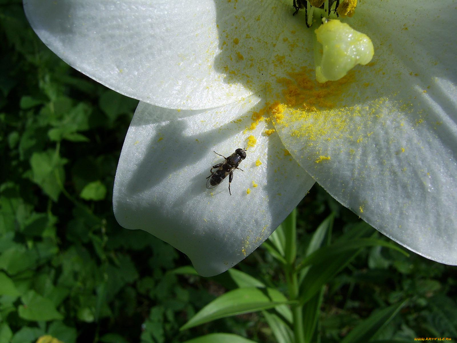 животные, насекомые