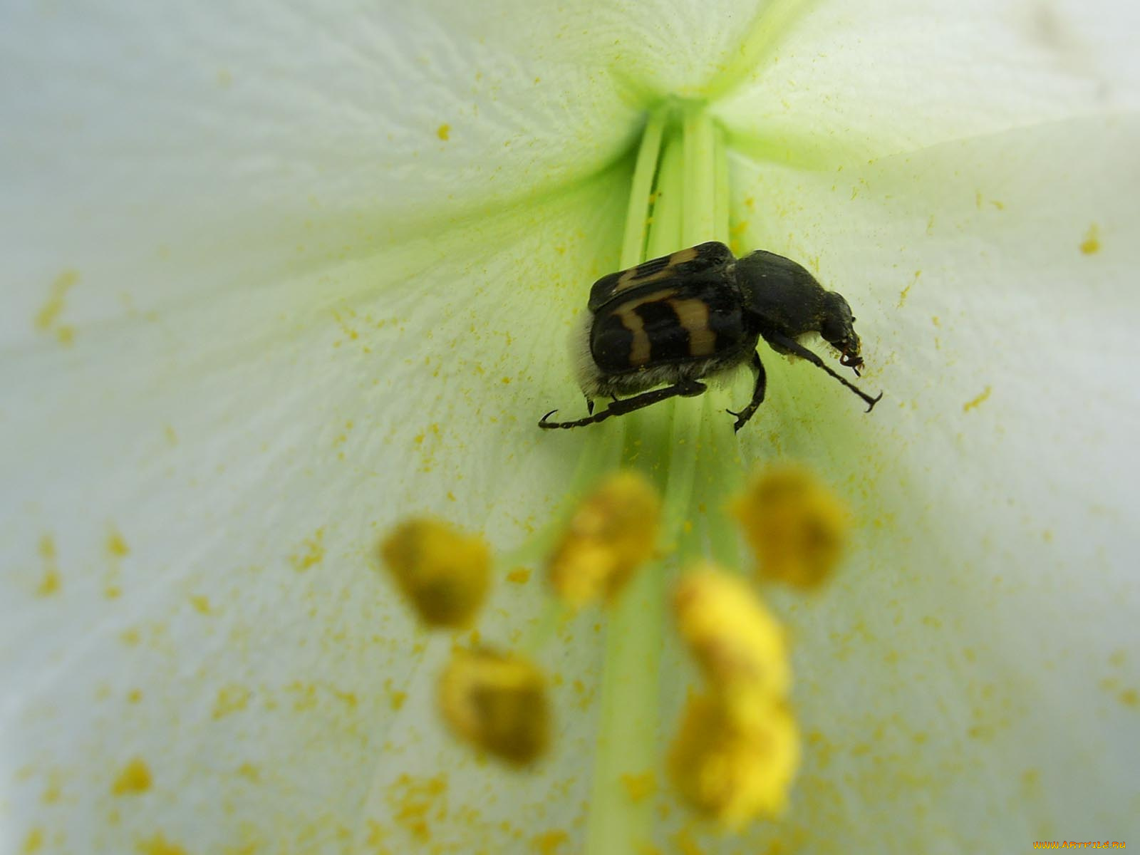 животные, насекомые