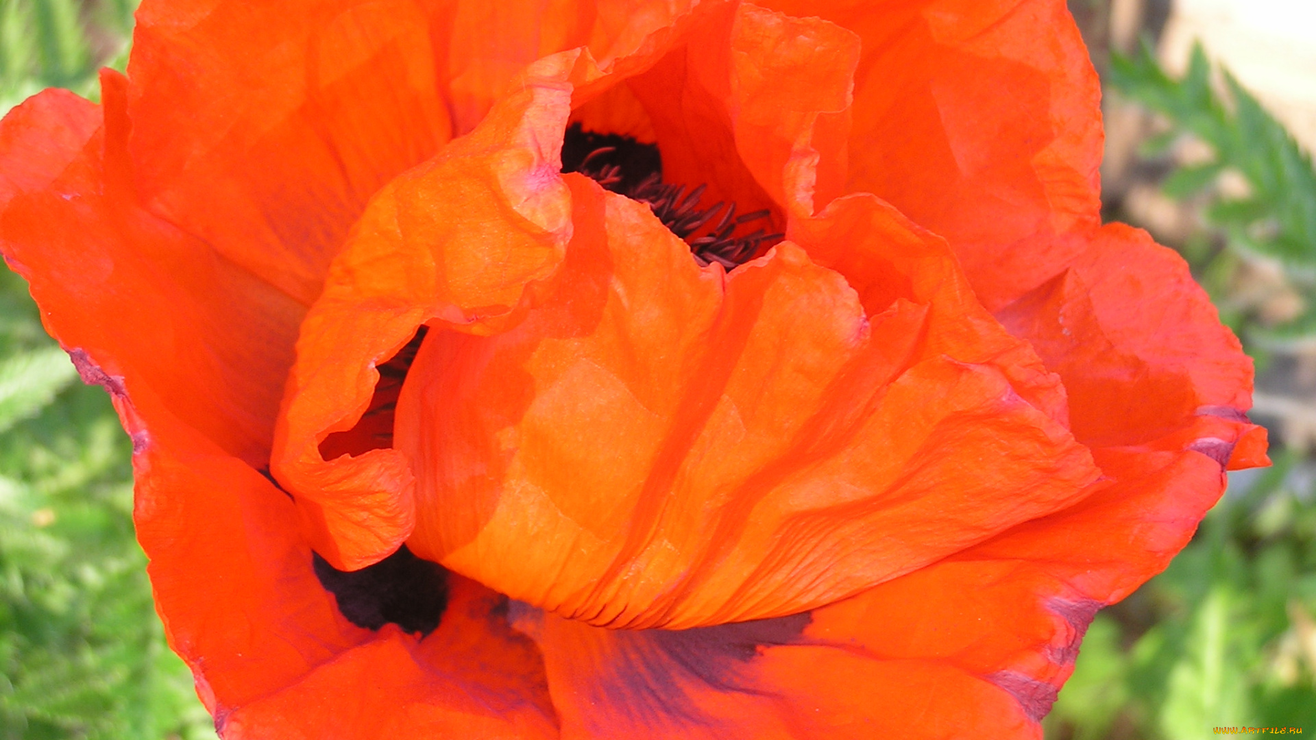 цветы, маки