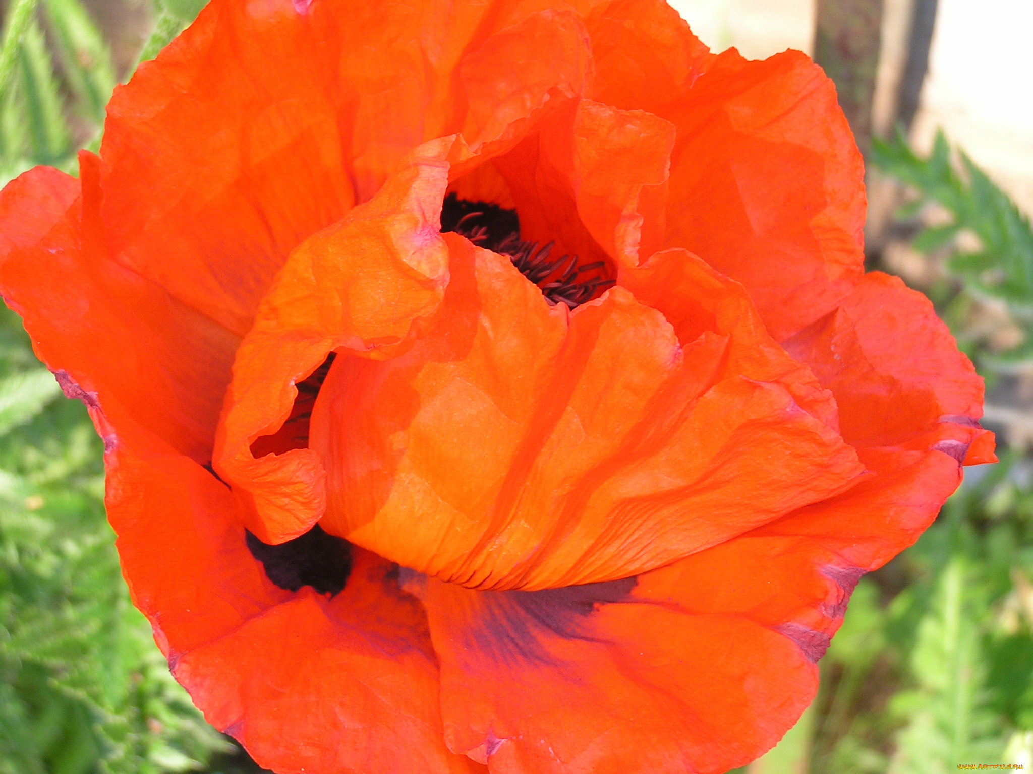 цветы, маки