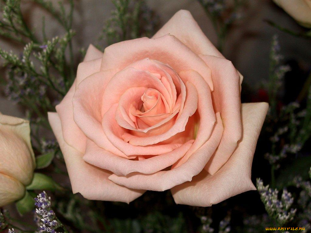 цветы, розы