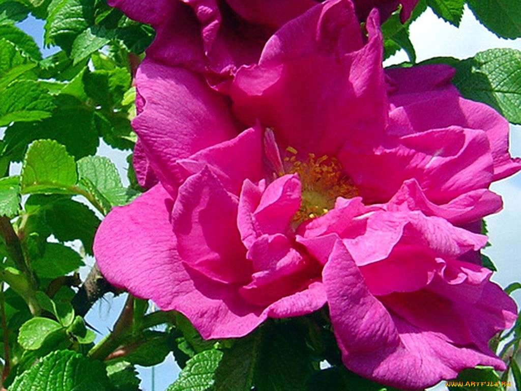 цветы, шиповник