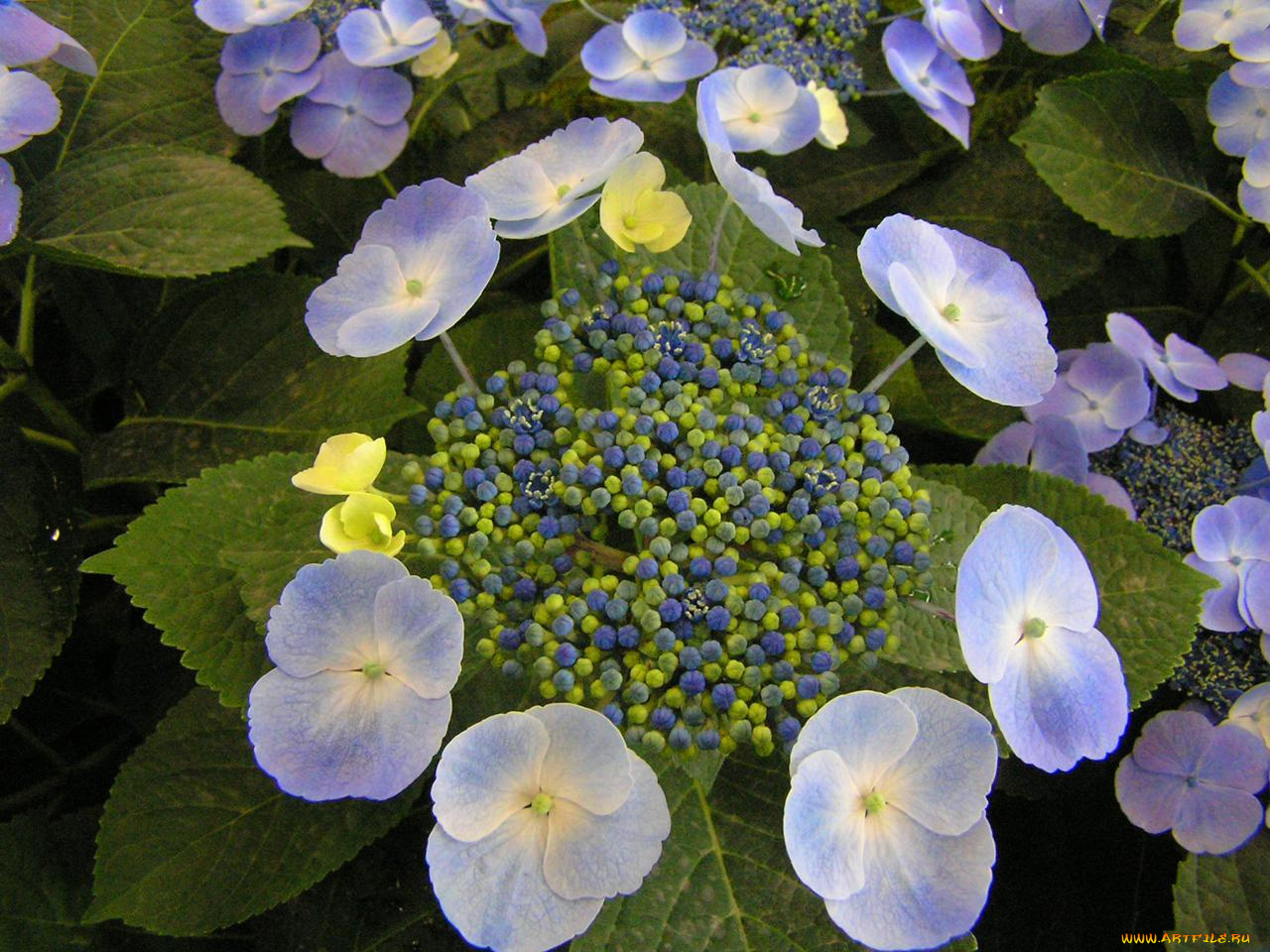 цветы, гортензия