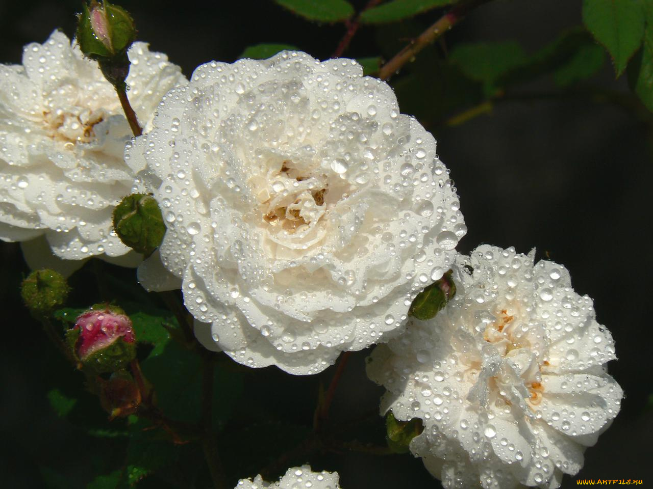 цветы, розы