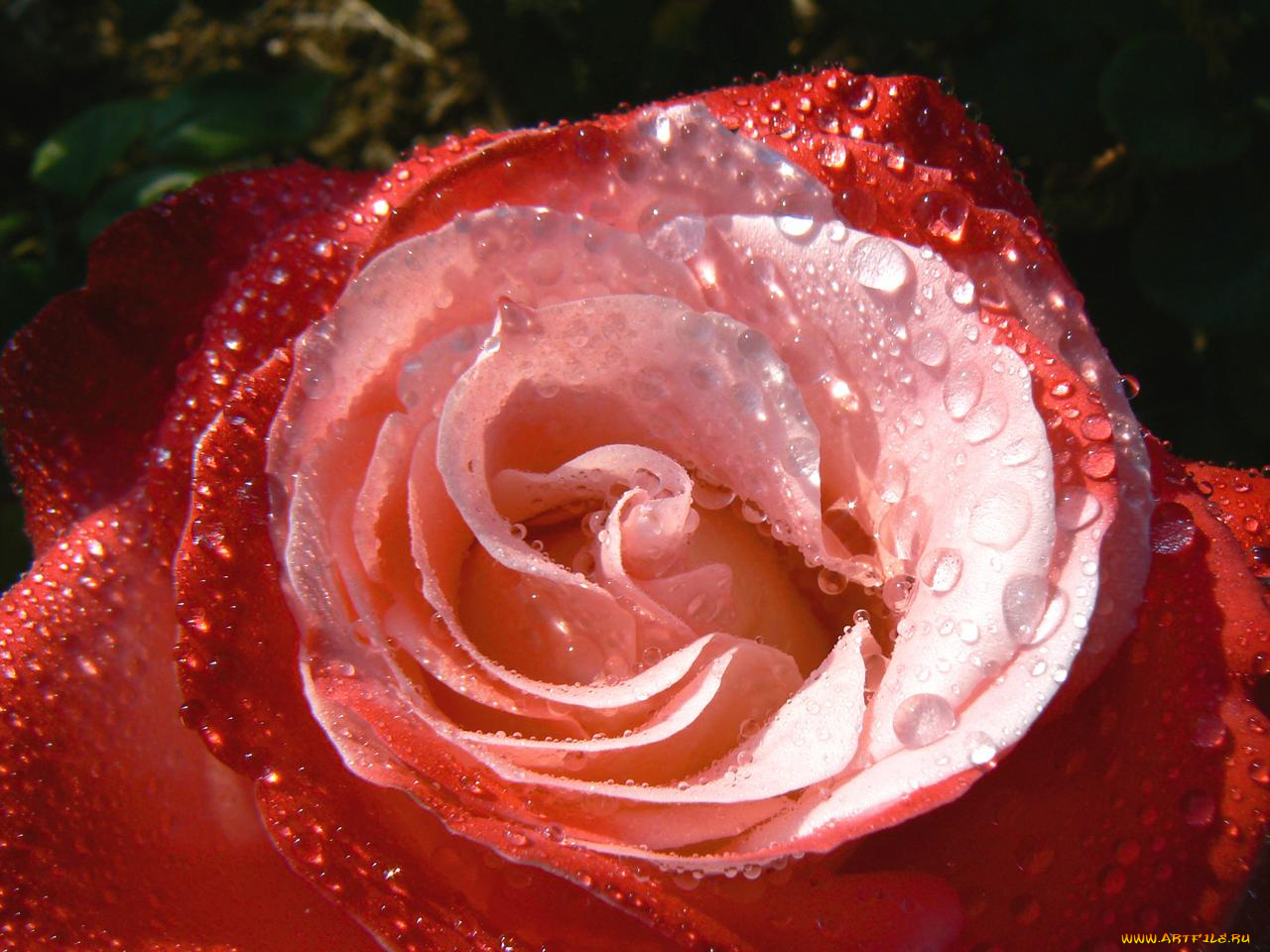 цветы, розы