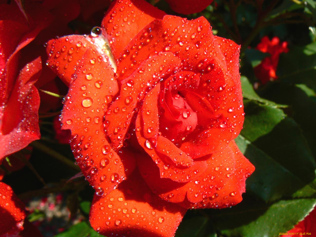 цветы, розы