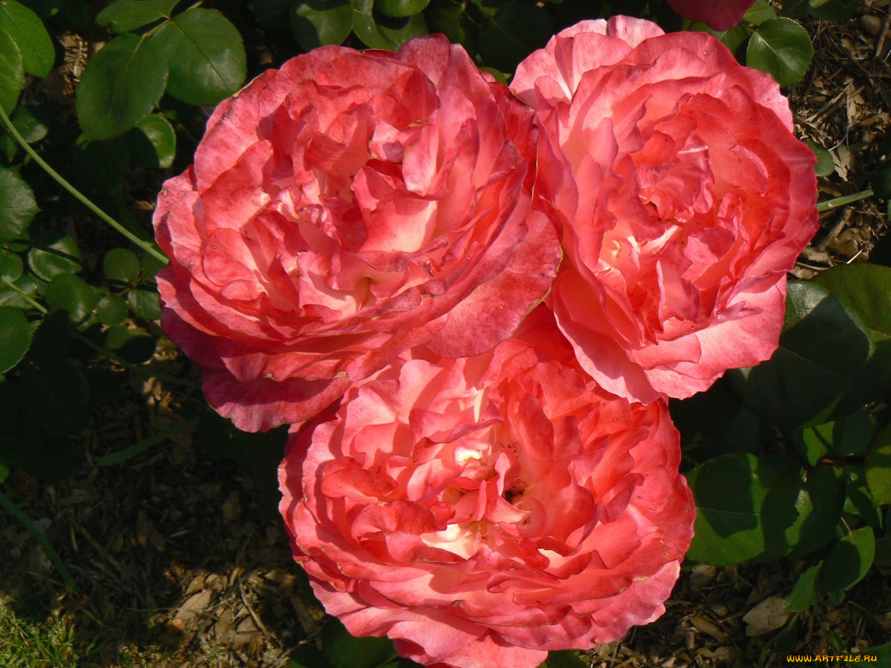 цветы, розы