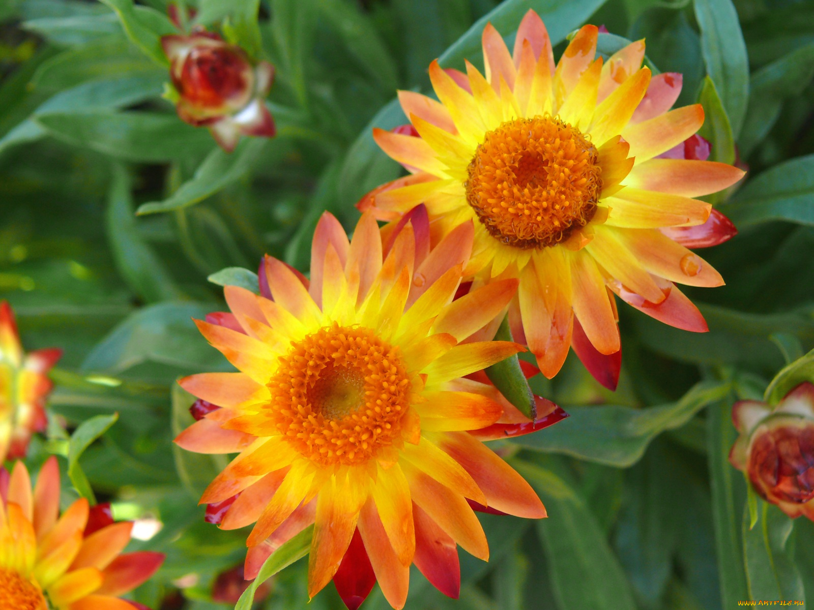 цветы, бессмертник