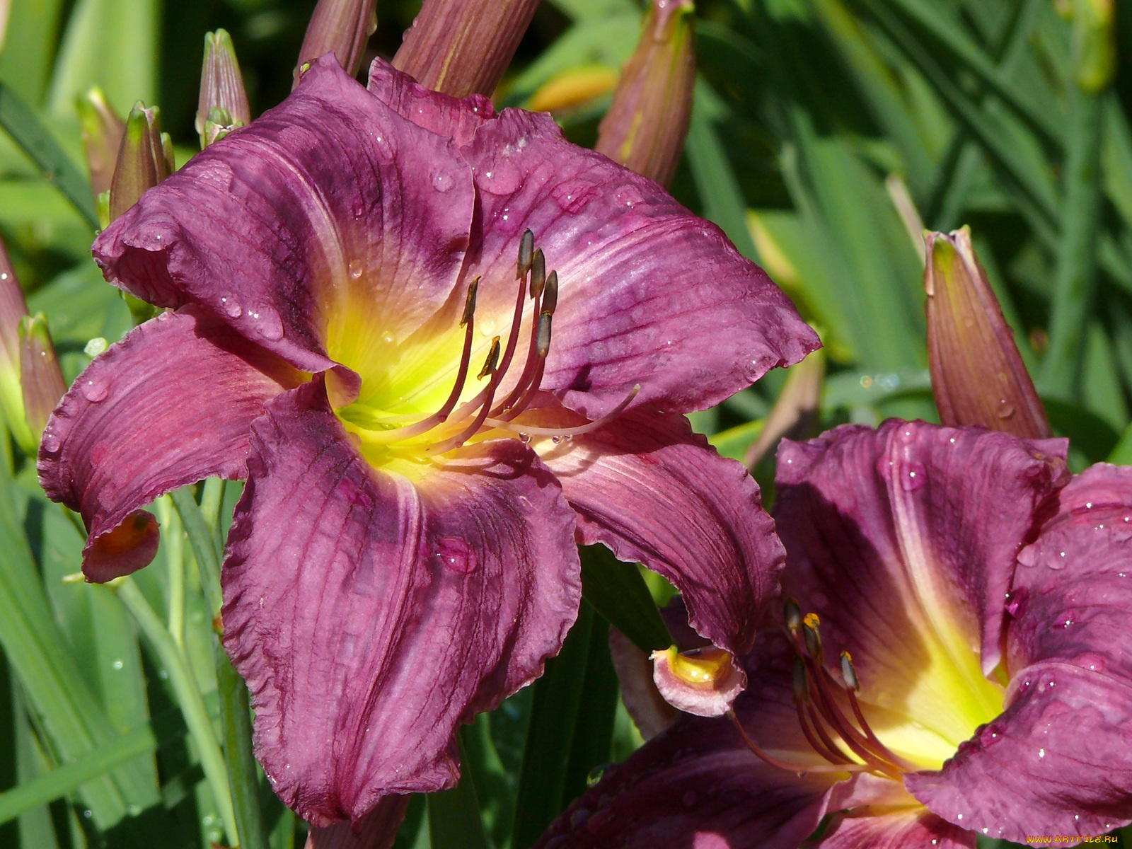 цветы, лилии, лилейники