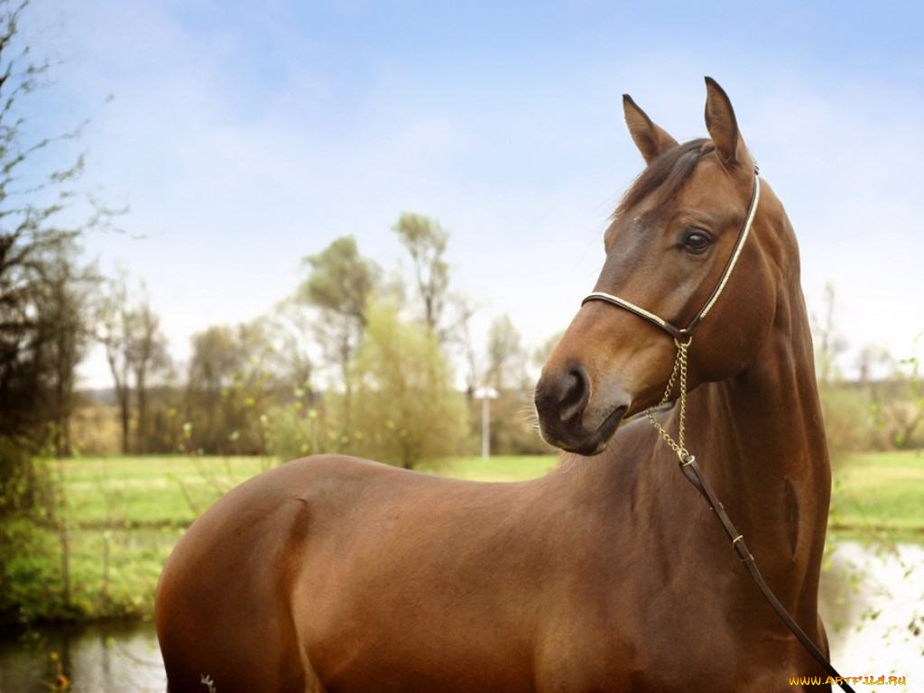 животные, лошади