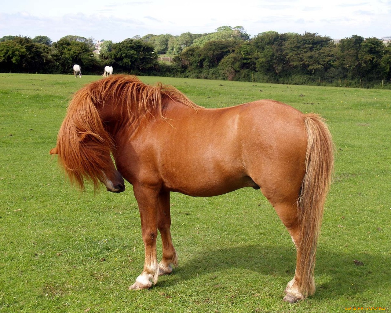 животные, лошади