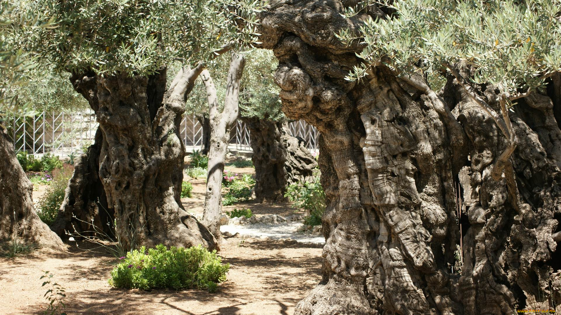 природа, деревья