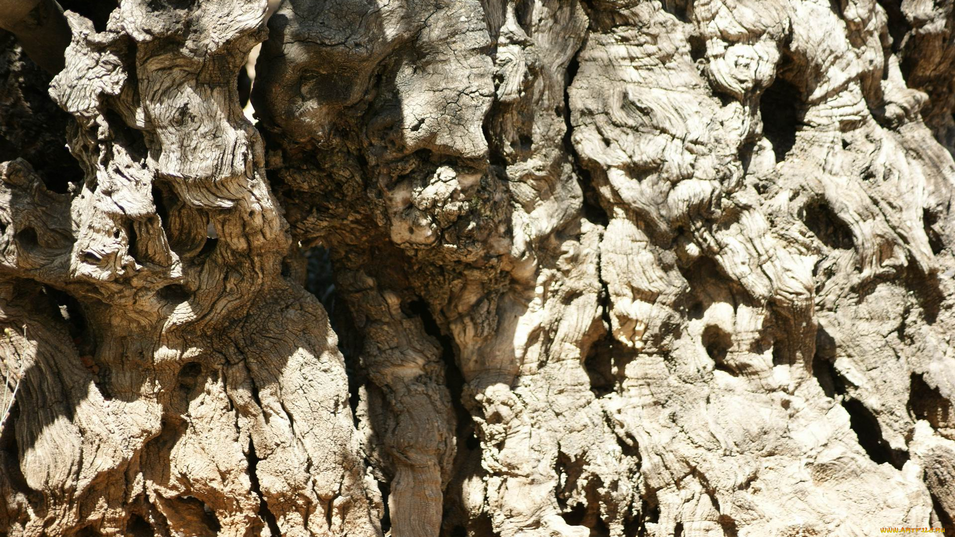 природа, макро