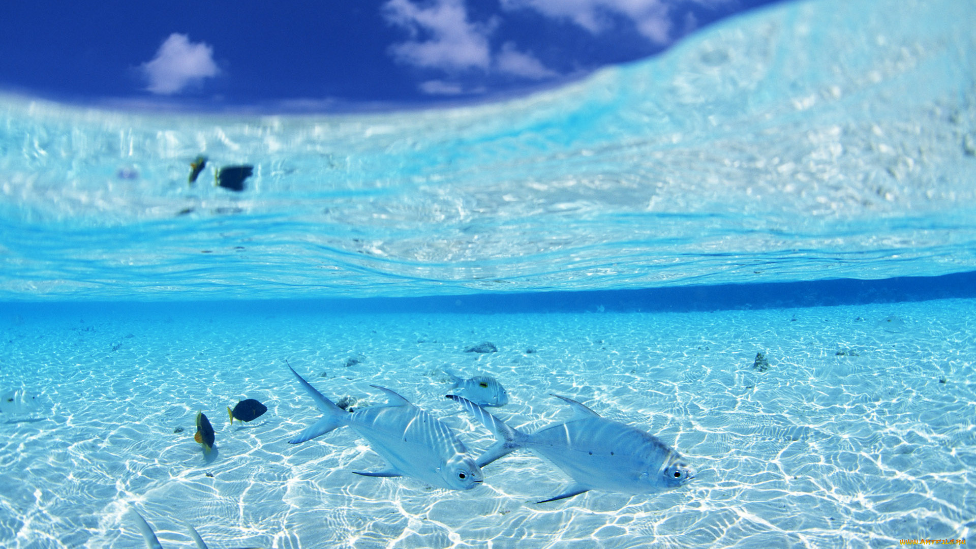 животные, рыбы