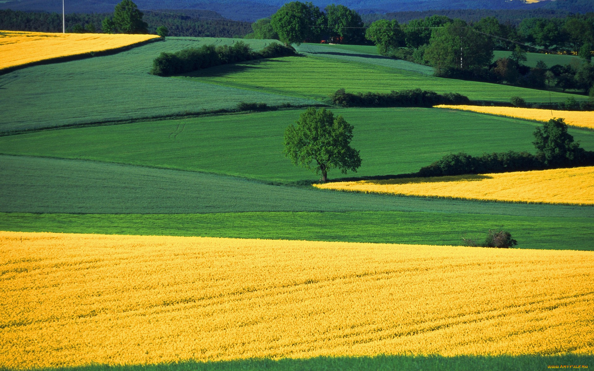 regensburg, bavaria, germany, природа, поля