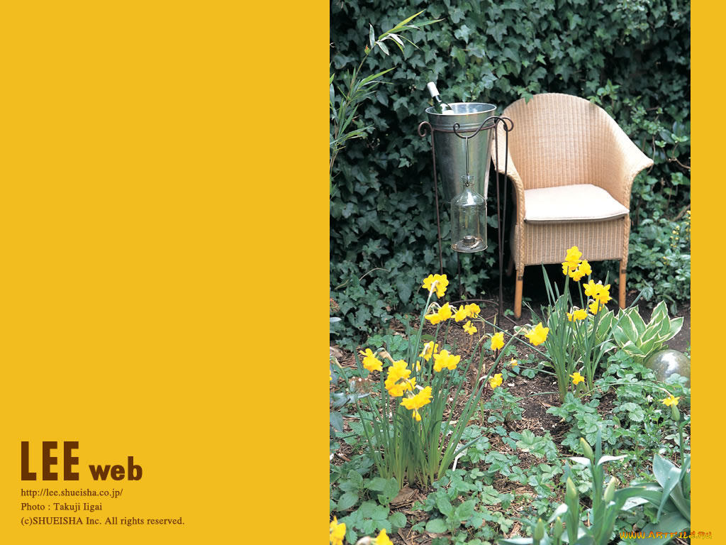 цветы, нарциссы