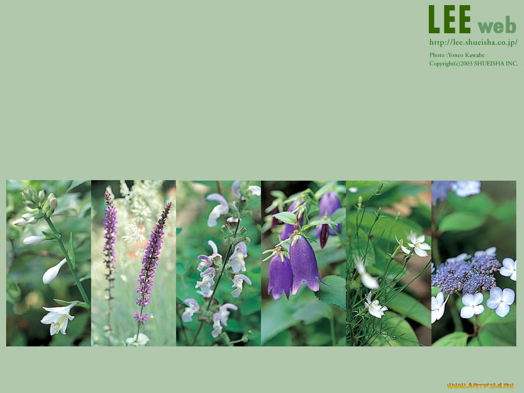 цветы, разные, вместе