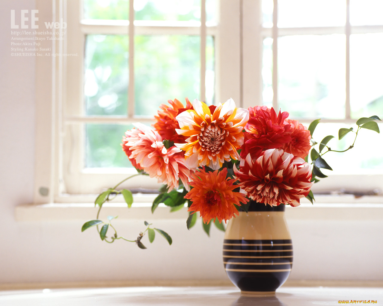 цветы, георгины