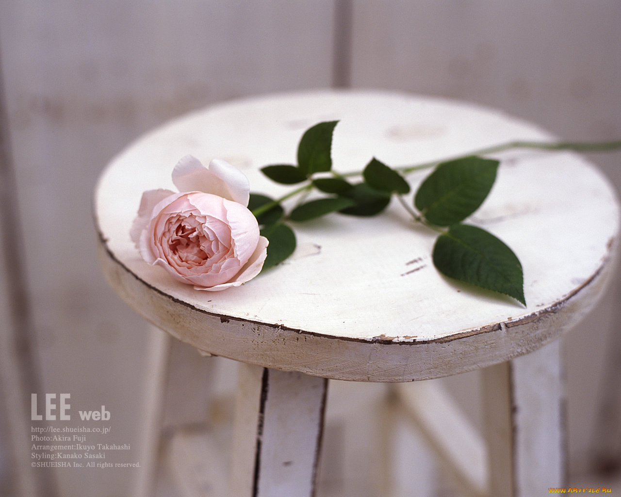 цветы, розы