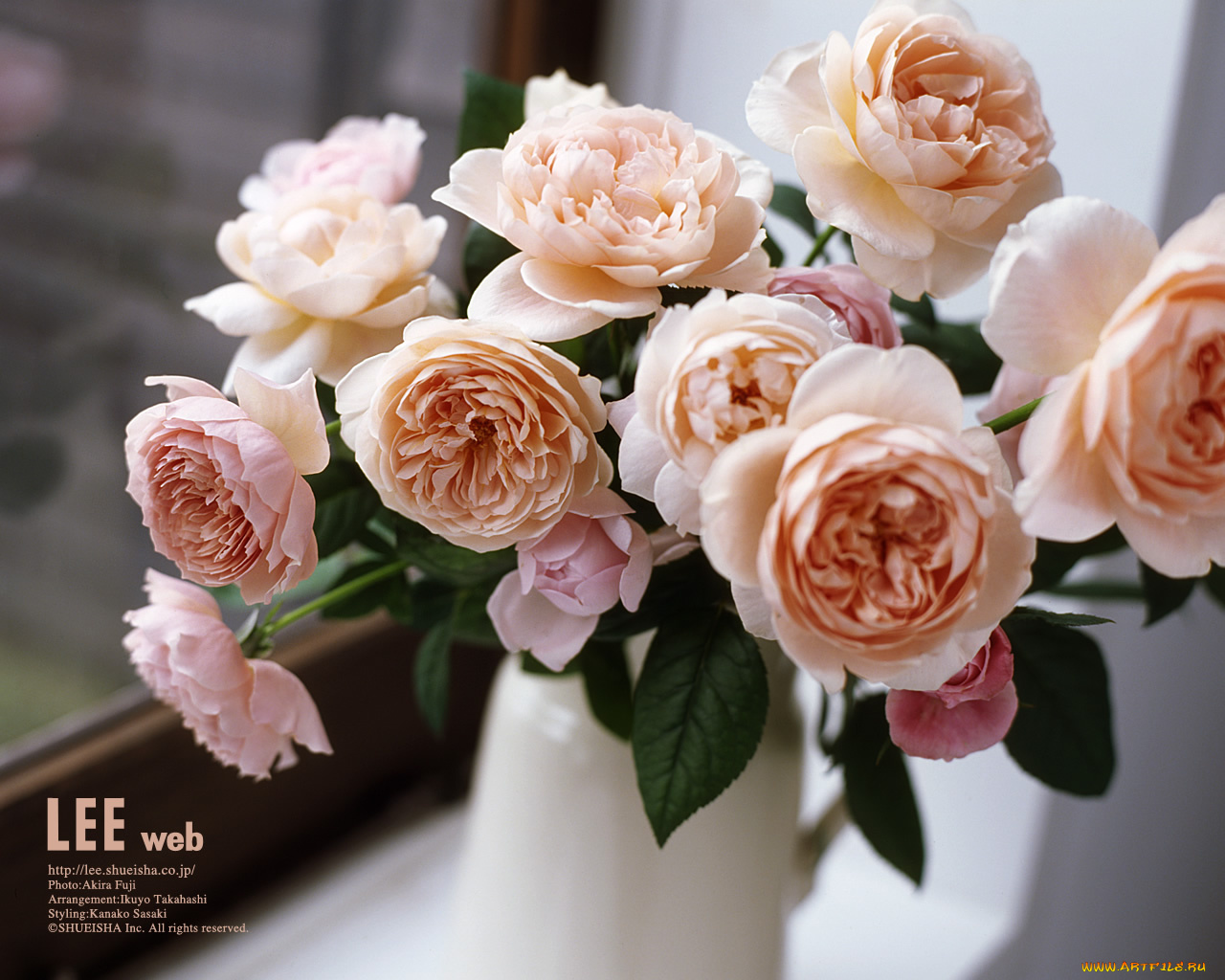 цветы, розы