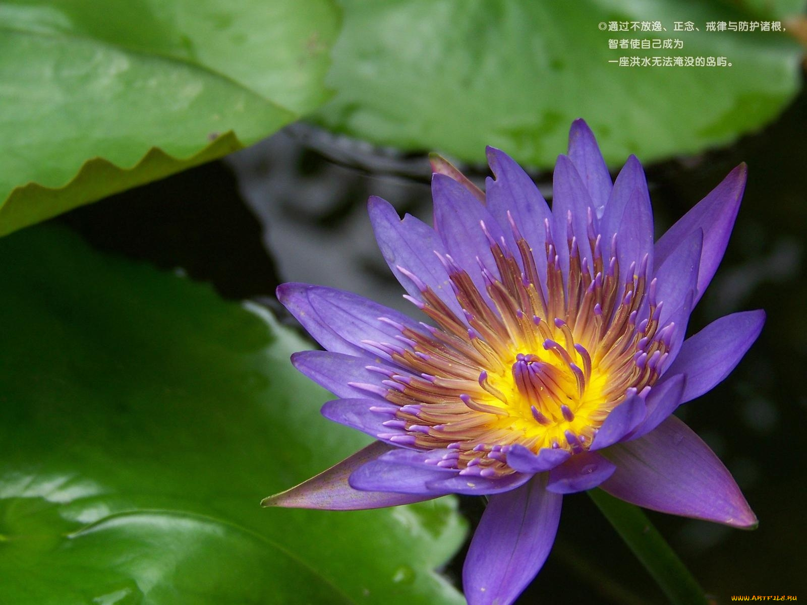 цветы, лилии, водяные, нимфеи, кувшинки