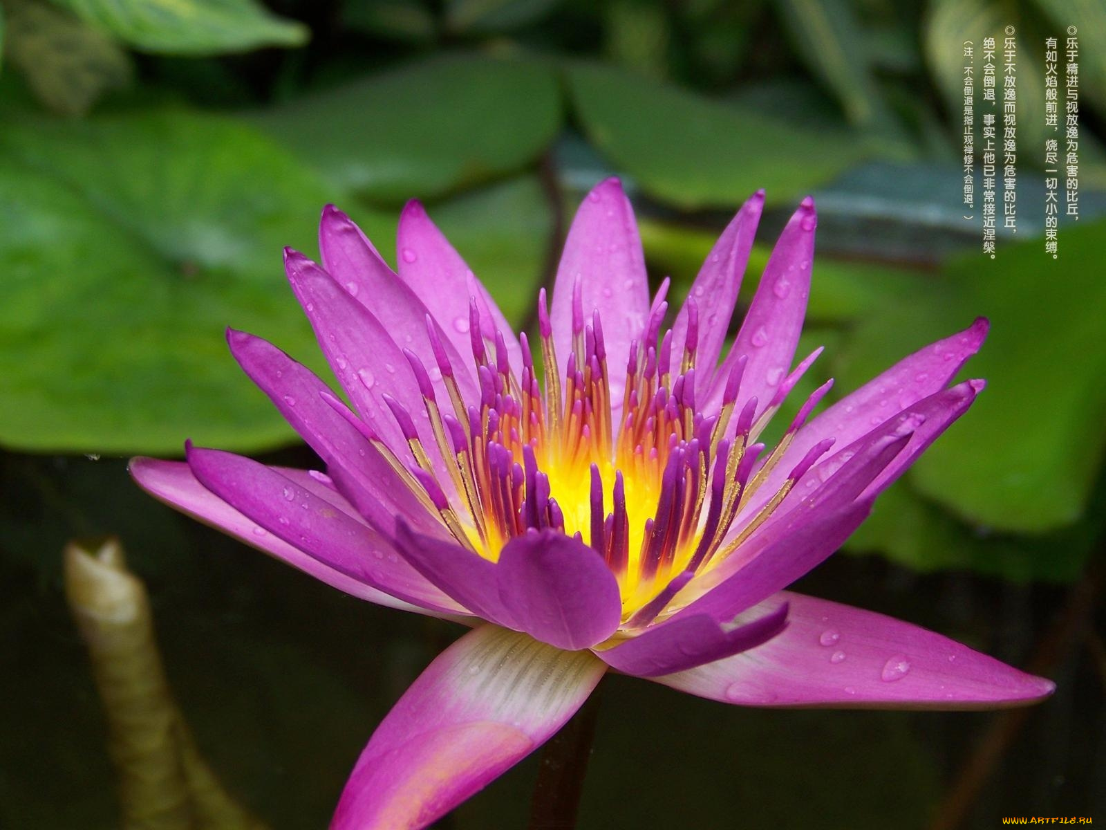 цветы, лилии, водяные, нимфеи, кувшинки