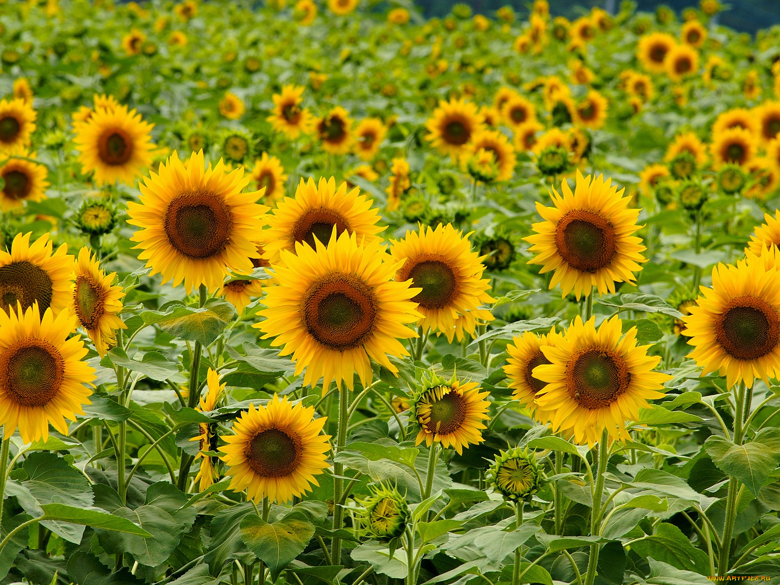 цветы, подсолнухи