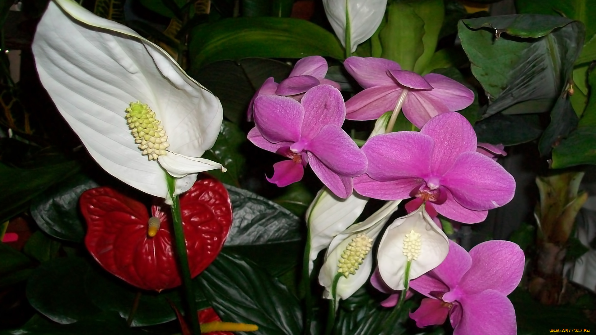 цветы, разные, вместе