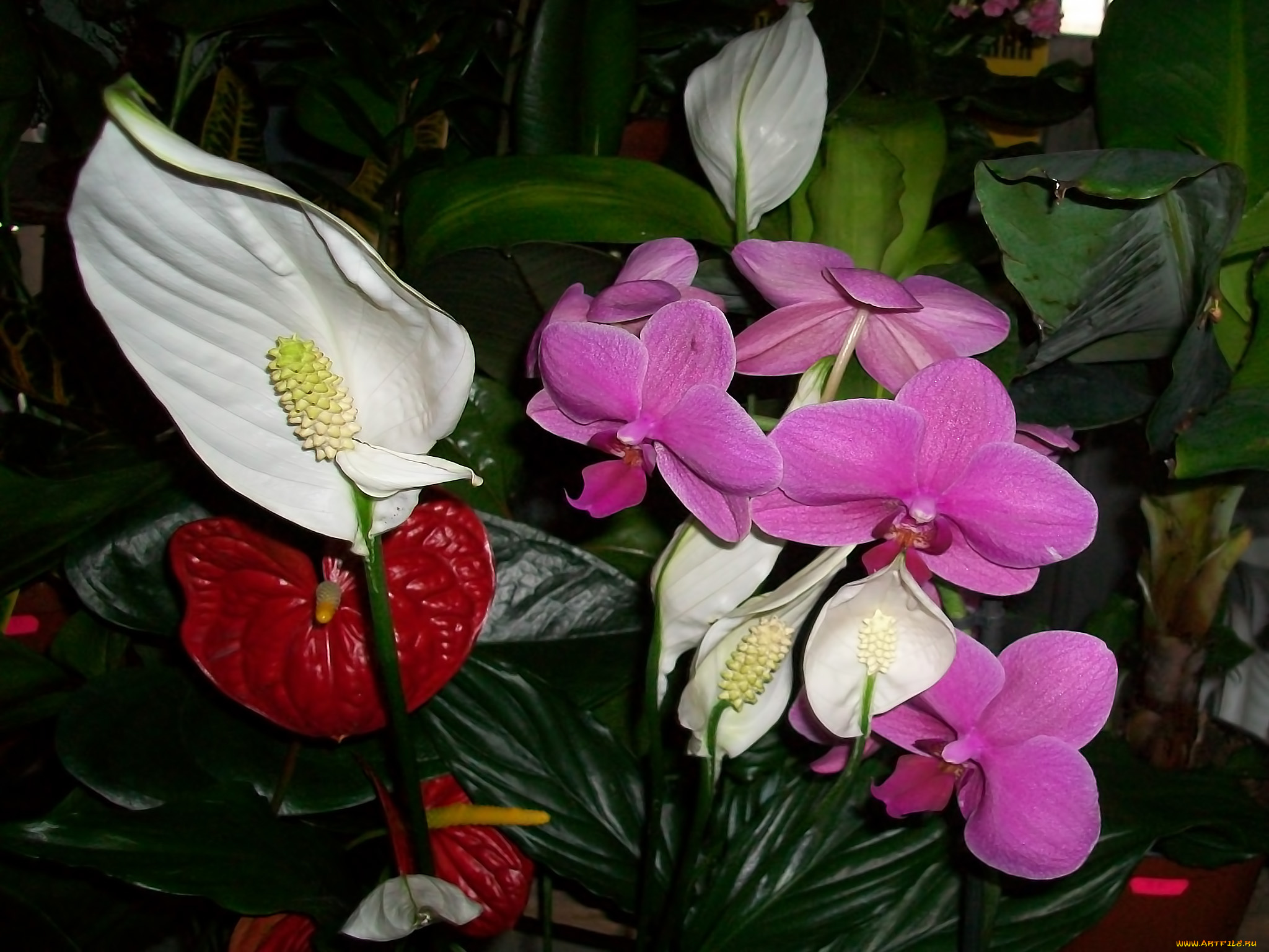 цветы, разные, вместе