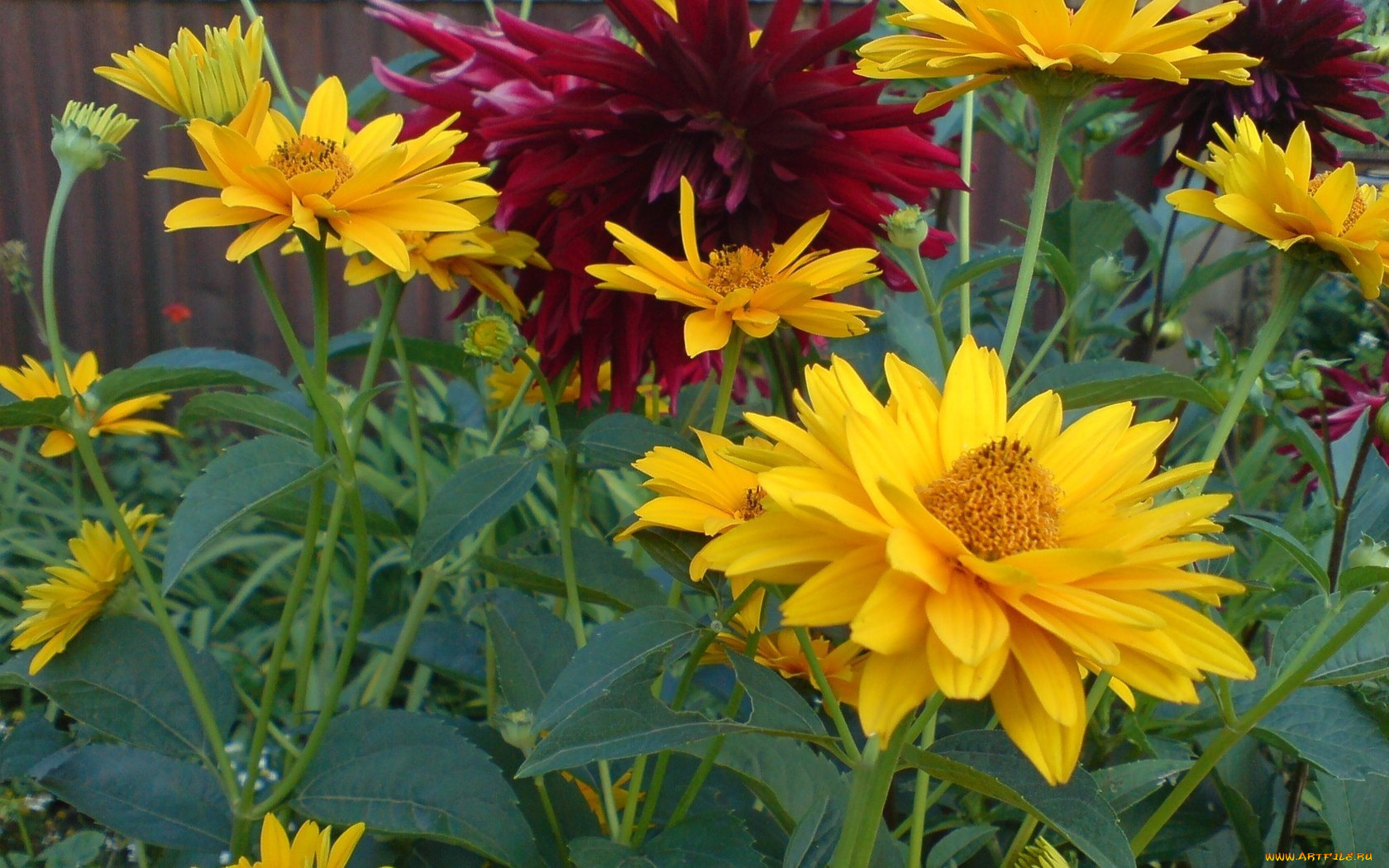 цветы, разные, вместе, красный, желтые