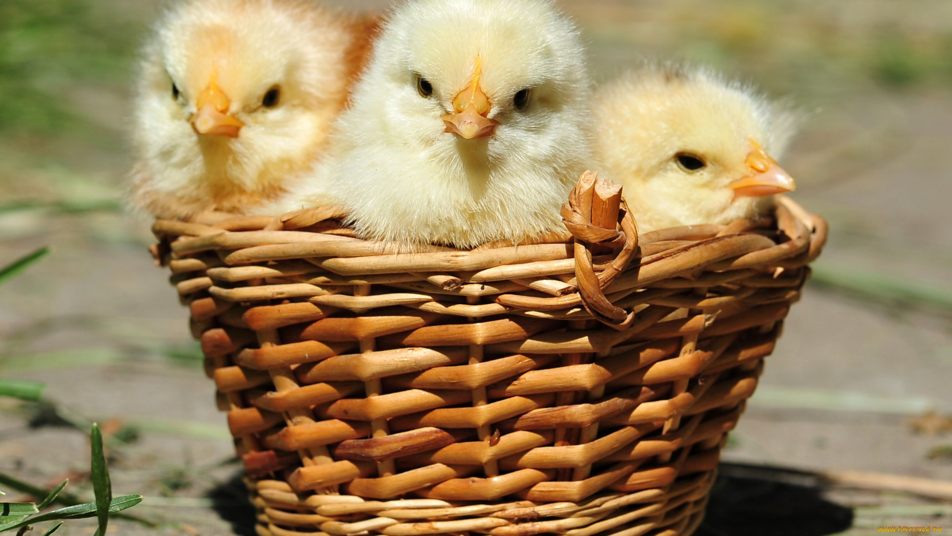 авт, сотсков, николай, животные, куры, петухи