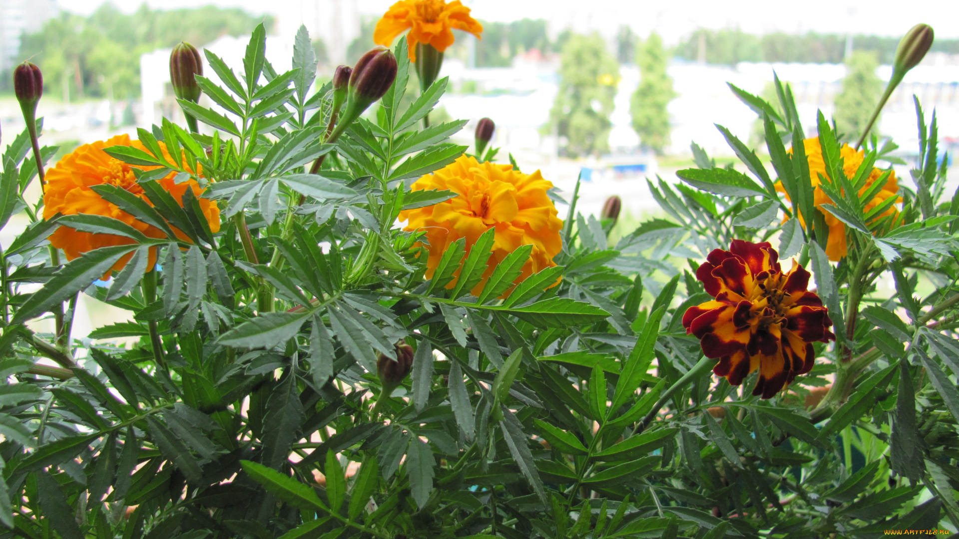 бархатцы, цветы, желтые, желто-коричневый, бутоны