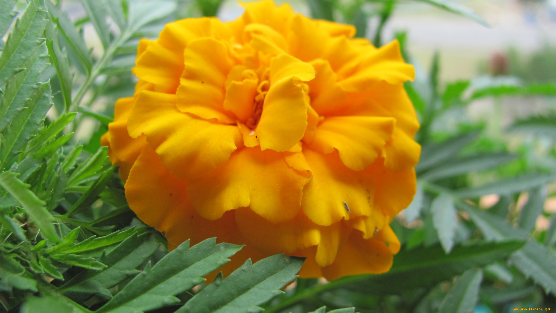 бархатцы, цветы, желтый