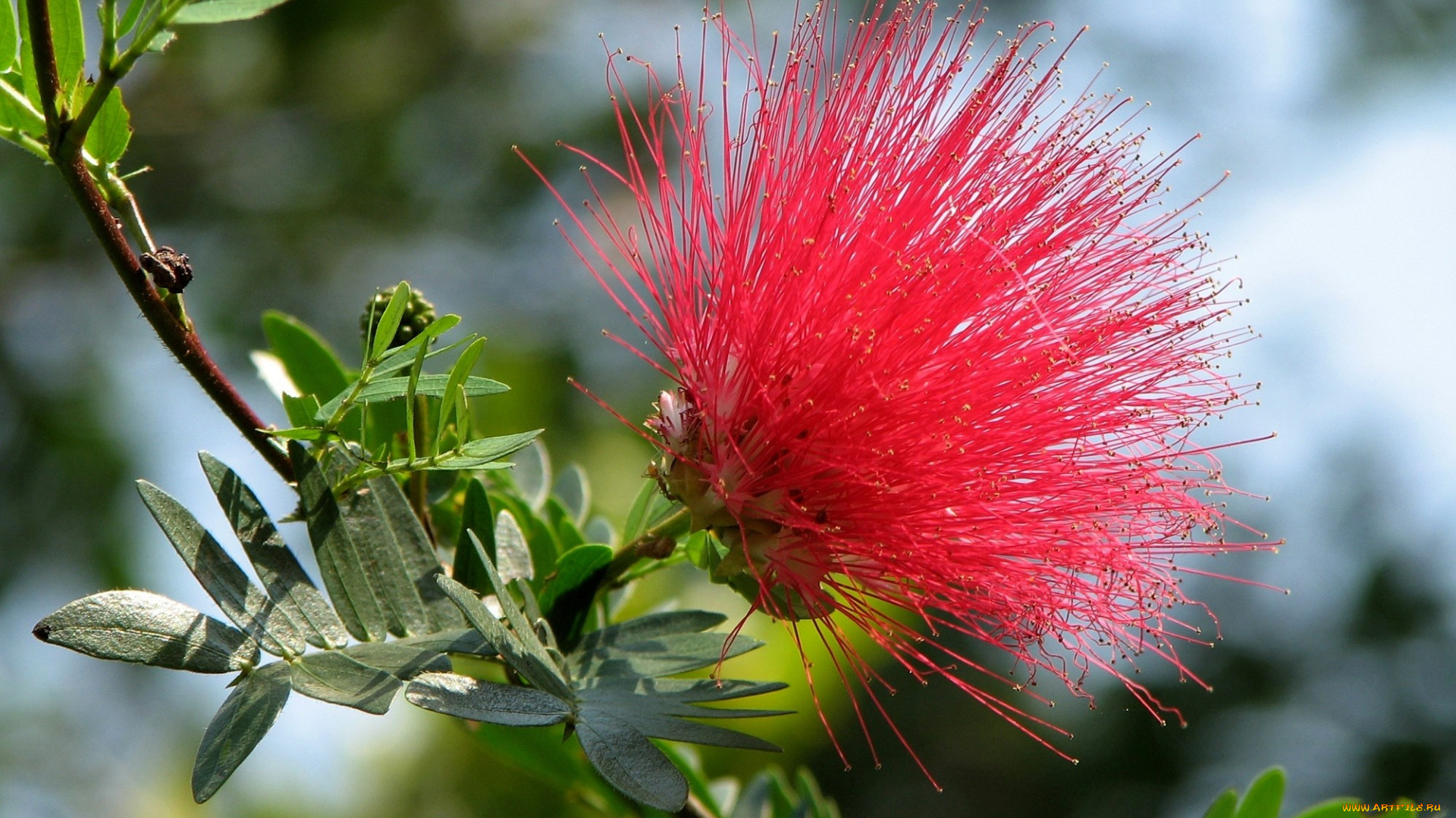 цветы, акация, красный, пушистый