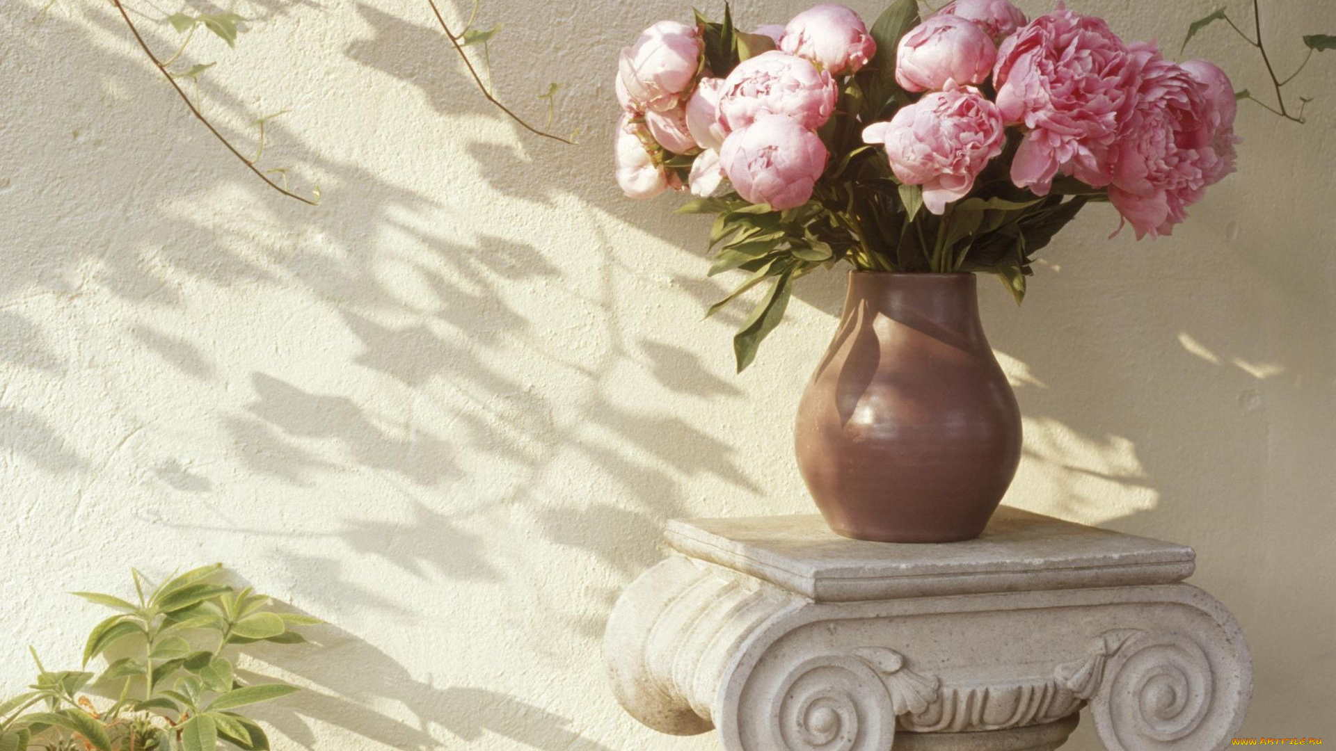 цветы, пионы