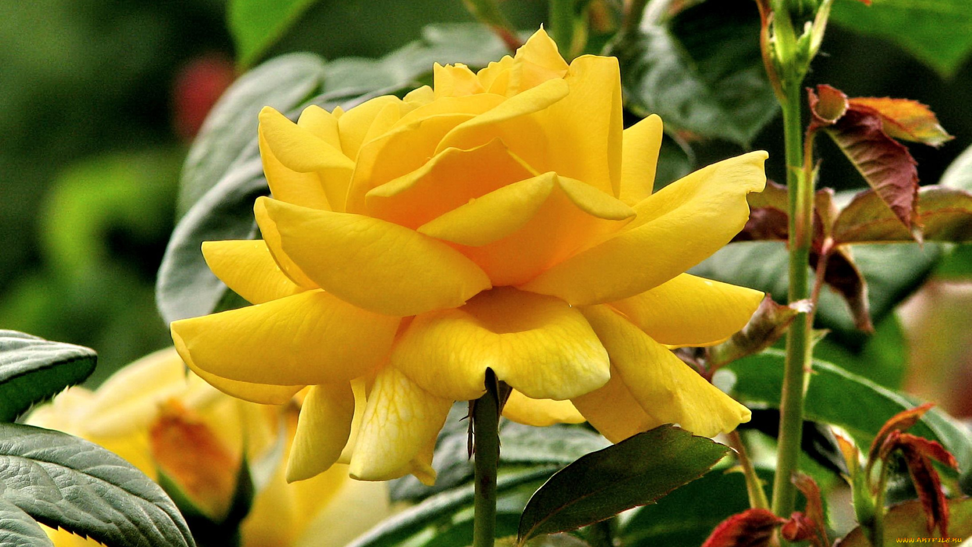 цветы, розы