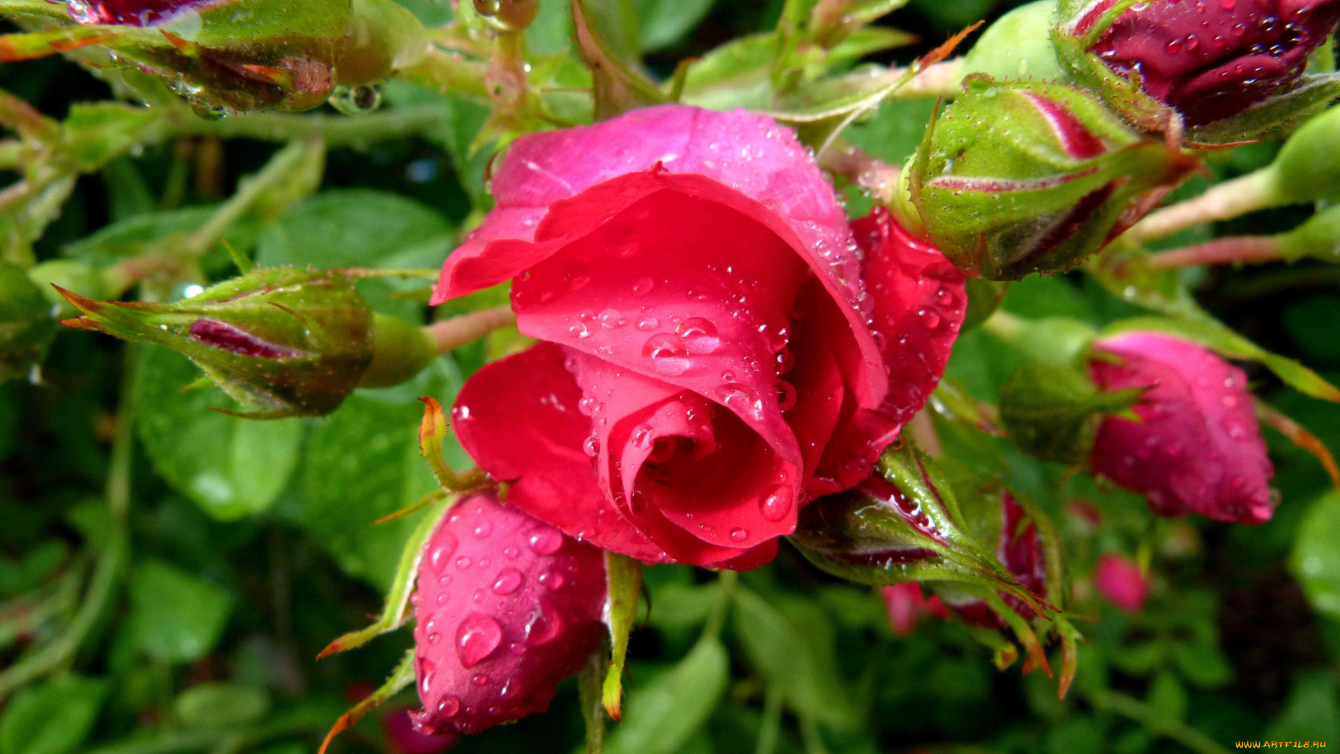 цветы, розы