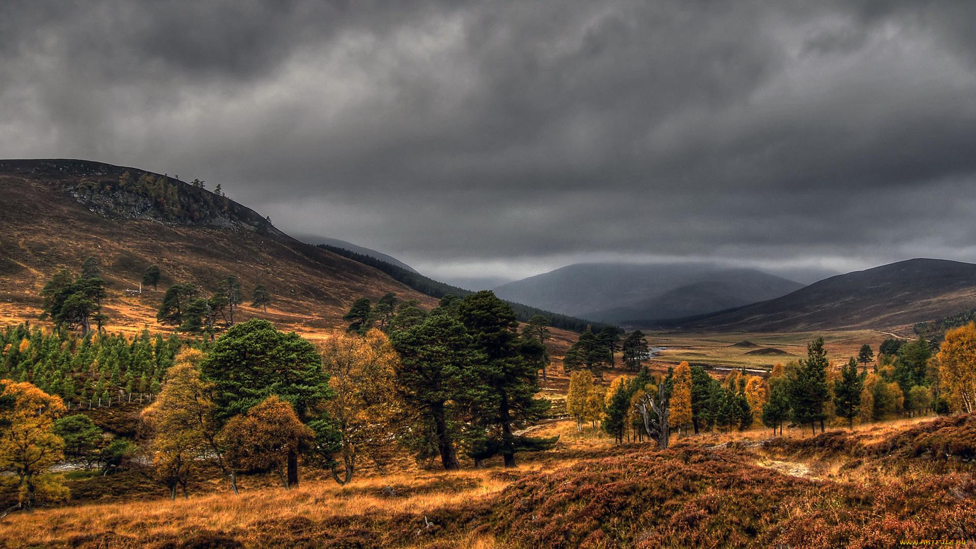 природа, деревья