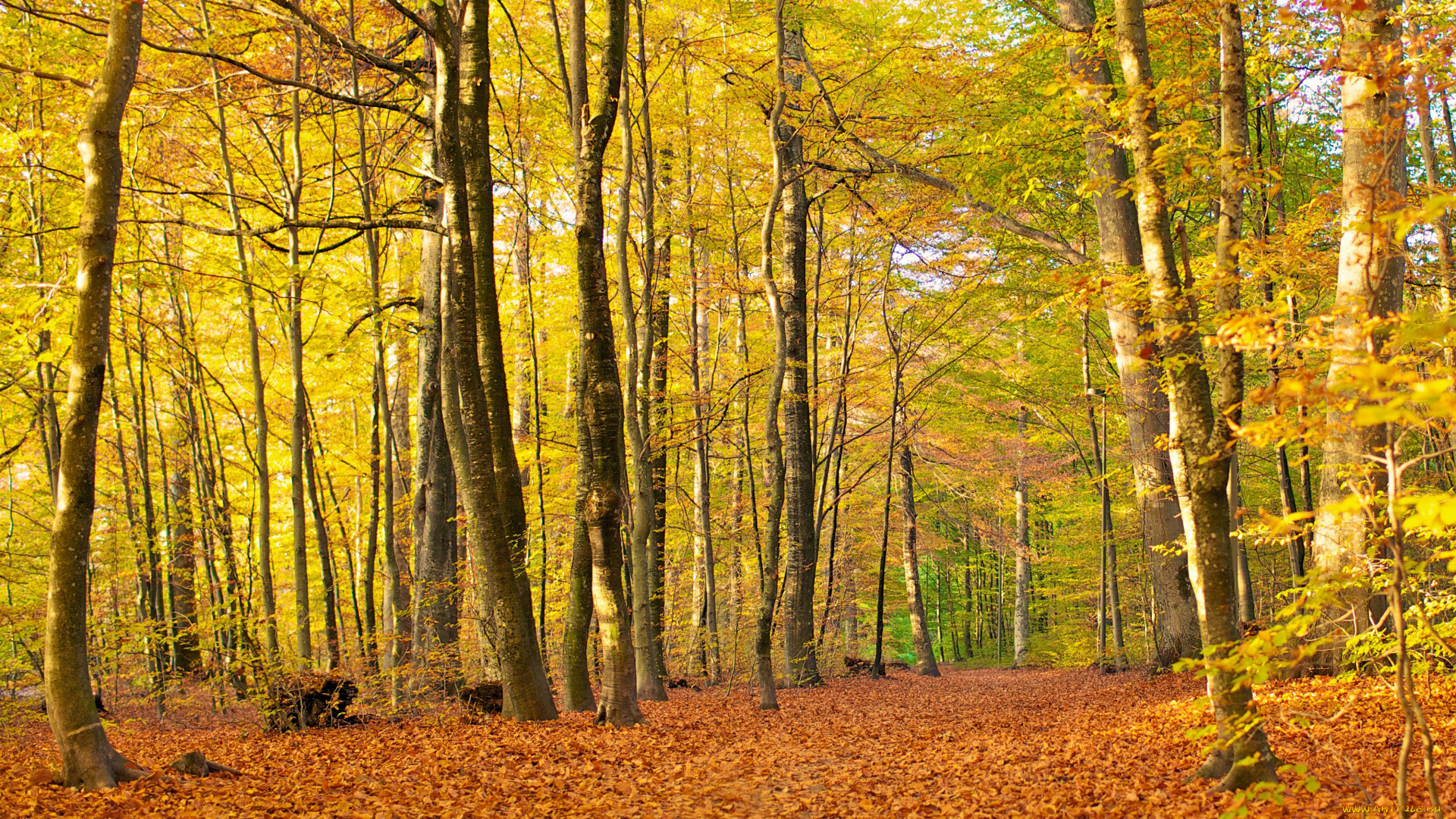 природа, лес