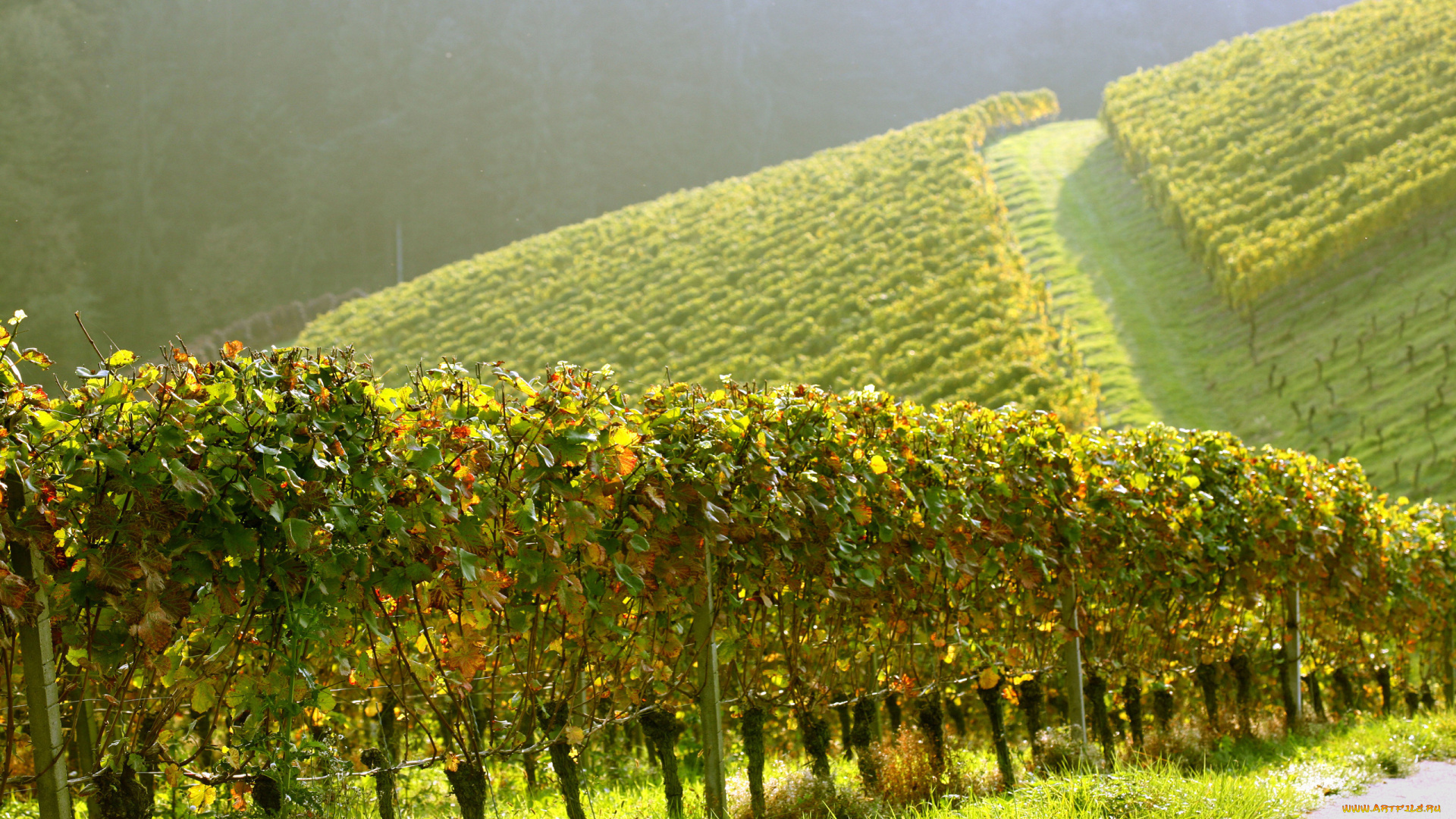 природа, поля