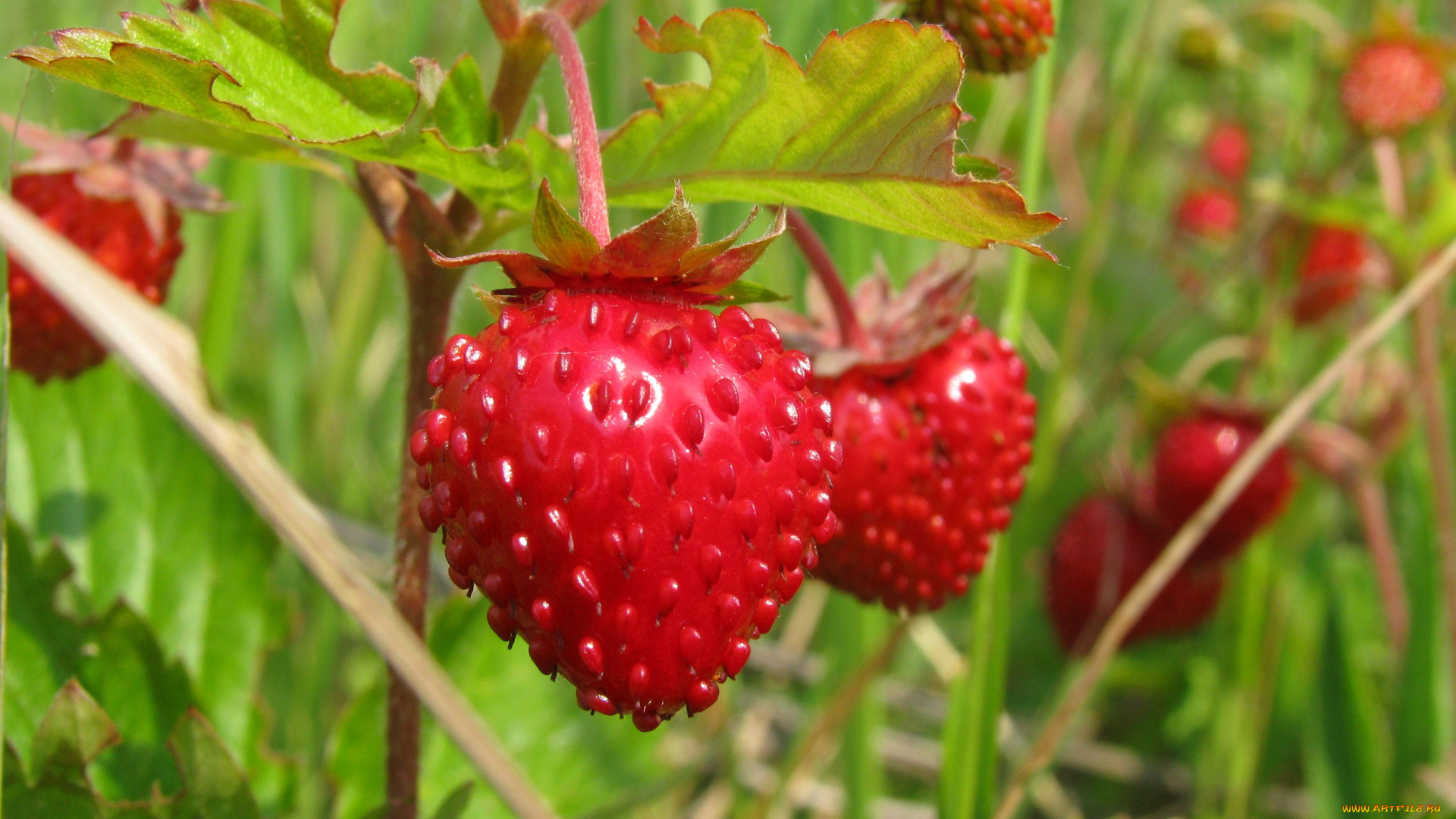 природа, Ягоды