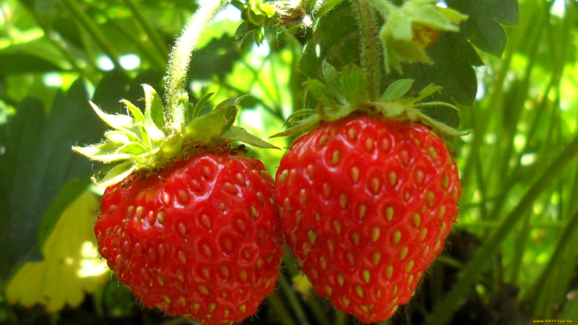 природа, Ягоды, клубника