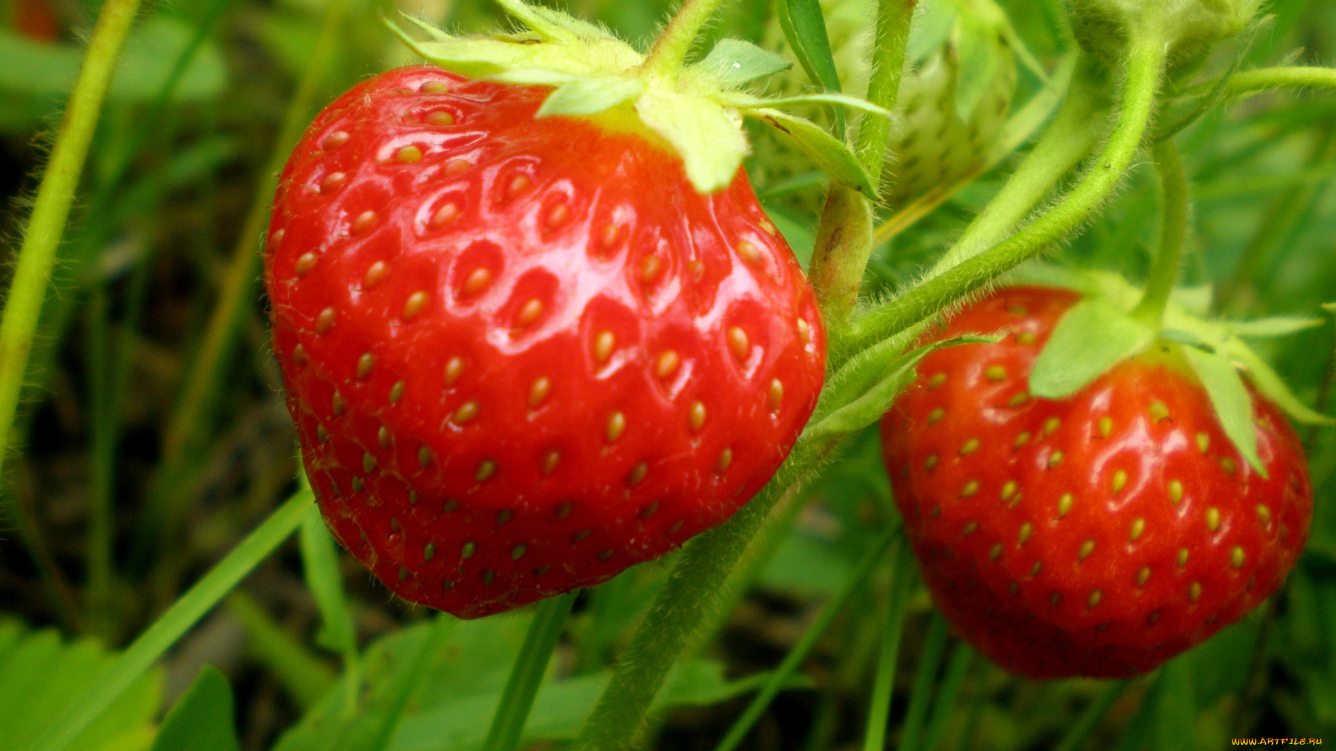 природа, Ягоды, клубника, красный