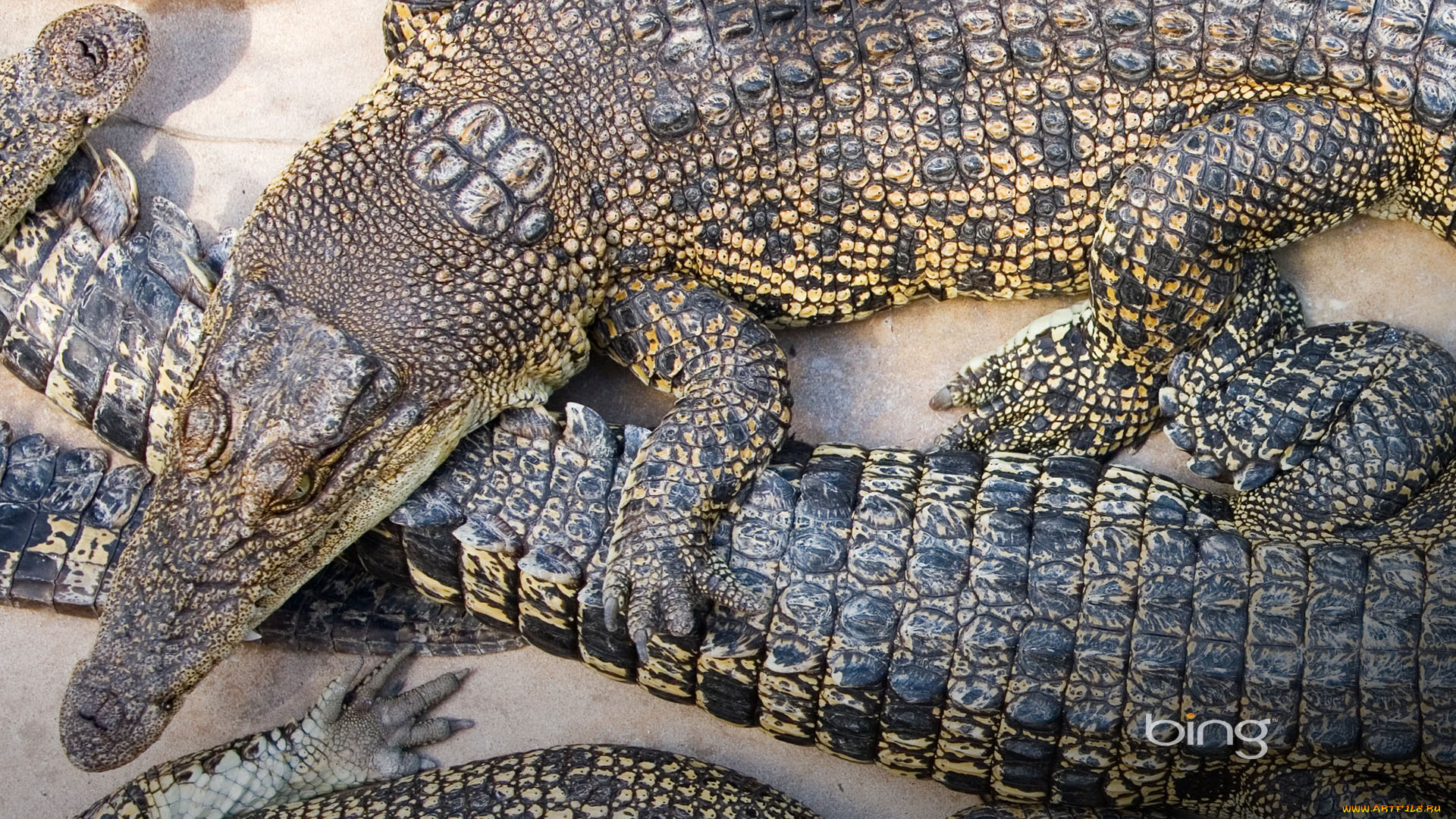 животные, крокодилы