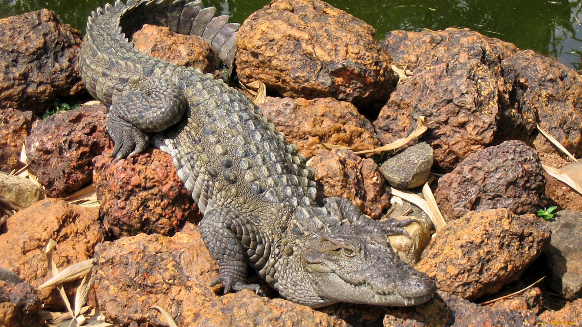 животные, крокодилы, хвост, зубы