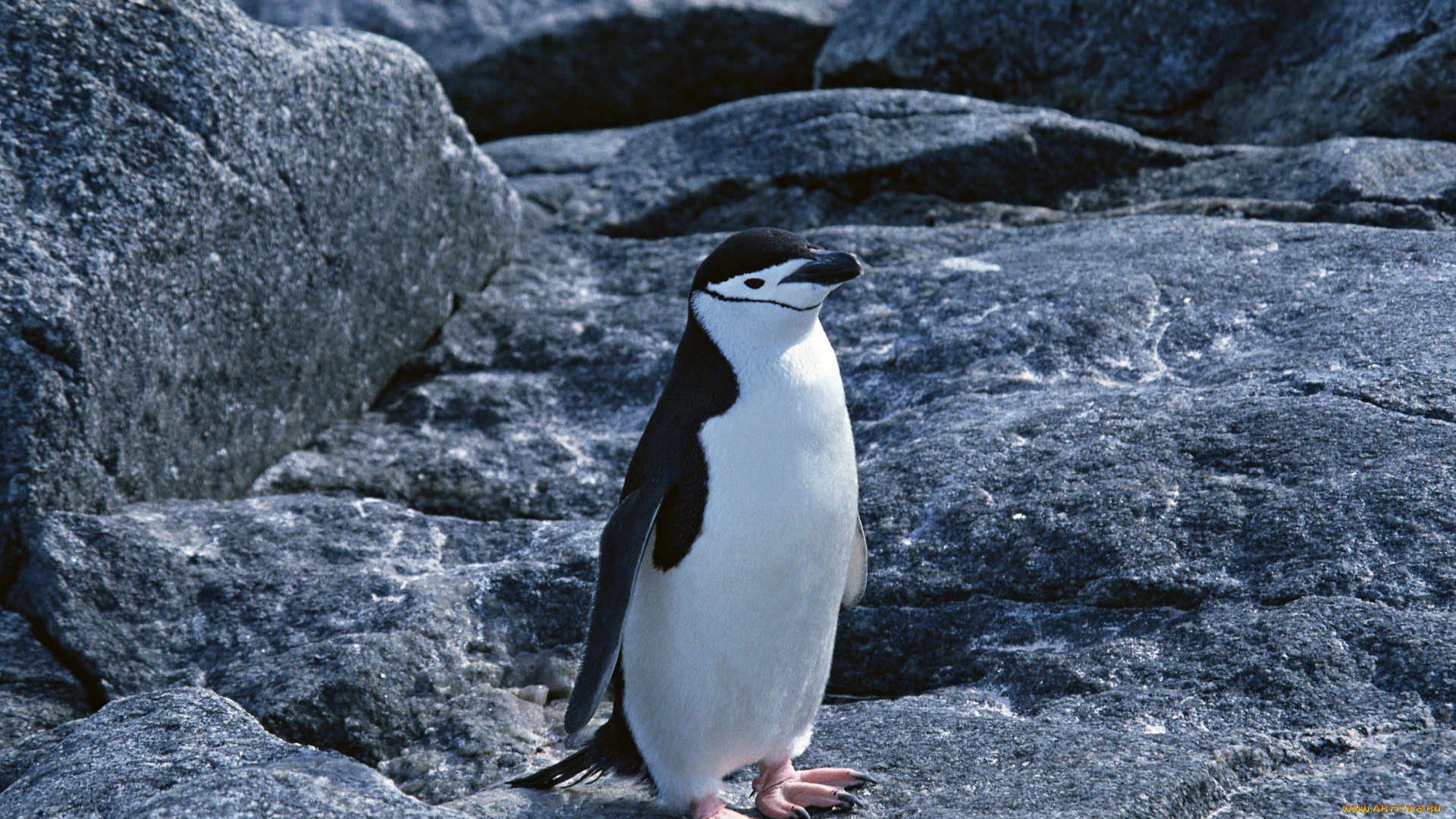 животные, пингвины